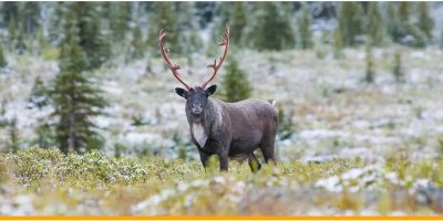 UCalgary research reveals caribou migration habits linked to genetic heritage